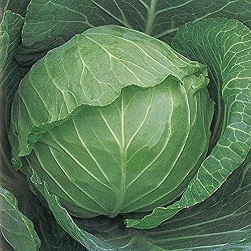 Wild West Seed 13702317 Cabbage - Copenhagen Market 1-lbs