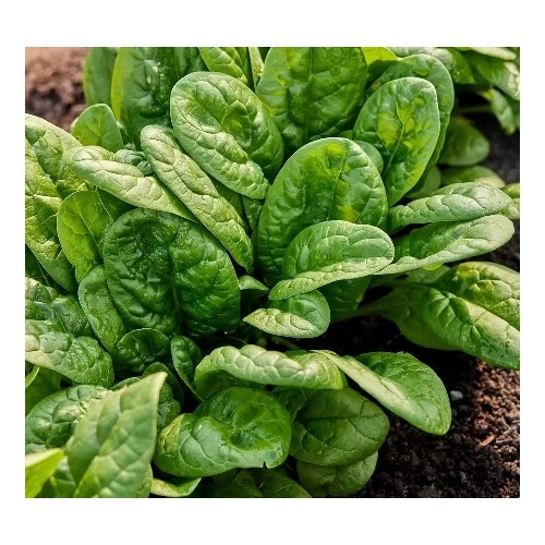 Spinach - Bloomsdale 1-lbs