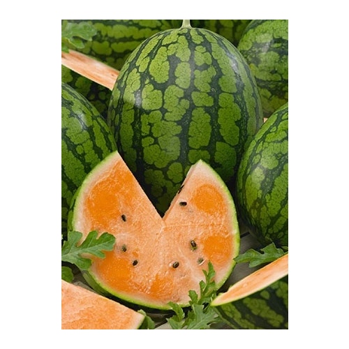 Watermelon - Tender Sweet Orange Flesh 1-lbs