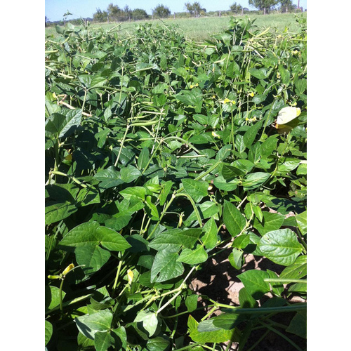 Cowpeas - Lady Pea 50 lbs