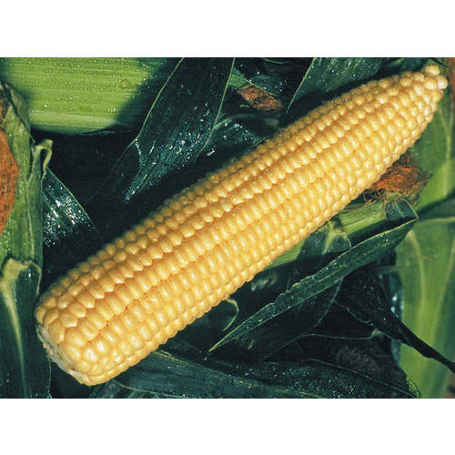 Corn Golden Queen - 25,000 Count (Approximately 10lbs)