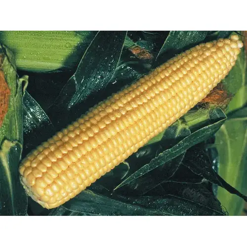 Syngenta Seeds, LLC 13702389 Corn Golden Queen - 25,000 Count (Approximately 10lbs)