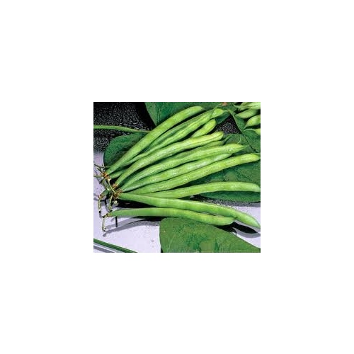 Beans Pole - Blue Lake FM1 - 50-lbs