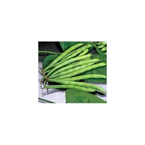 Beans Pole - Blue Lake FM1 - 50-lbs