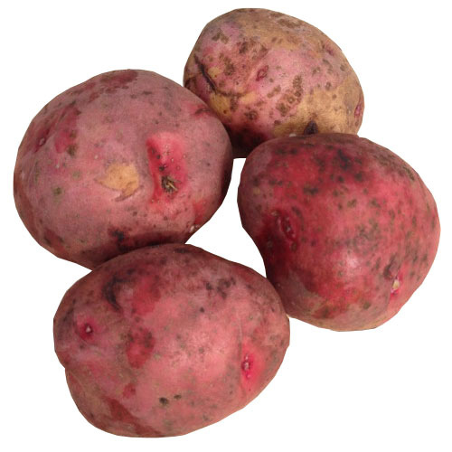 Red Pontiac Seed Potatoes 50 Lb. Bag