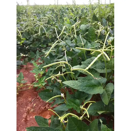 Cowpeas - Texas Cream 12 - 50-lbs