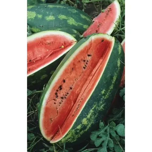 Wild West Seed 13702331 Watermelon - Congo 1-lbs