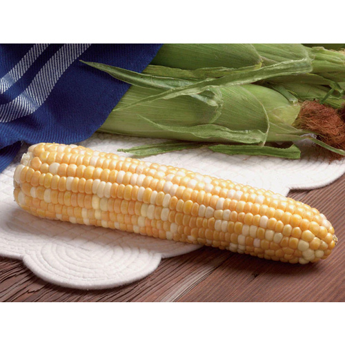 Syngenta Seeds, LLC 13702387 Corn Sweet G90 - 25,000 Count (Approximately 15lbs.)