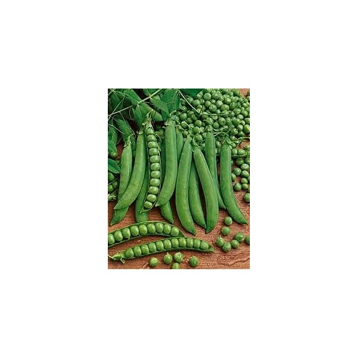 Charter Seed Co 13702549 Peas - Green Arrow 50-lbs