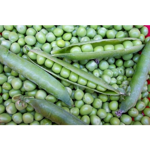 Charter Seed Co 13700219 Willet Wonder English Pea - 50#