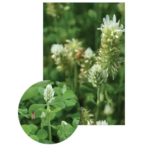 White Cloud - White Flower Crimson Type Clover - #50