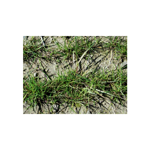 Oregon Grown Seeds 13701458 NuSprint Turf Type Annual Ryegrass 50-lbs