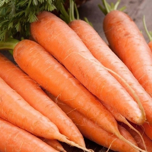 Wild West Seed 13702292 Carrot - Nantes Scarlet (Danvers Sub) 1-lbs