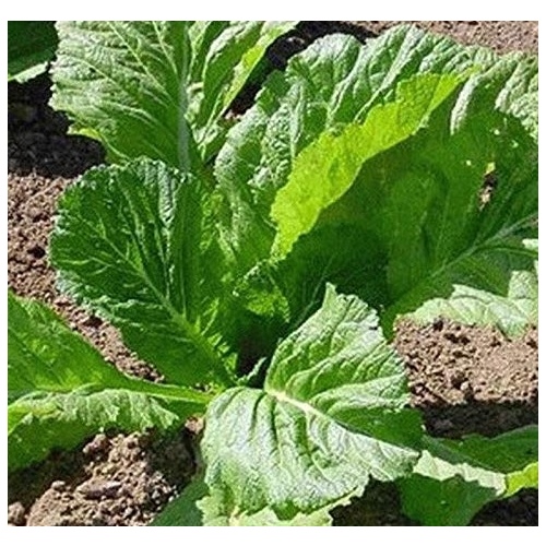 Wild West Seed 13702320 Mustard - Florida Broadleaf 5-lbs