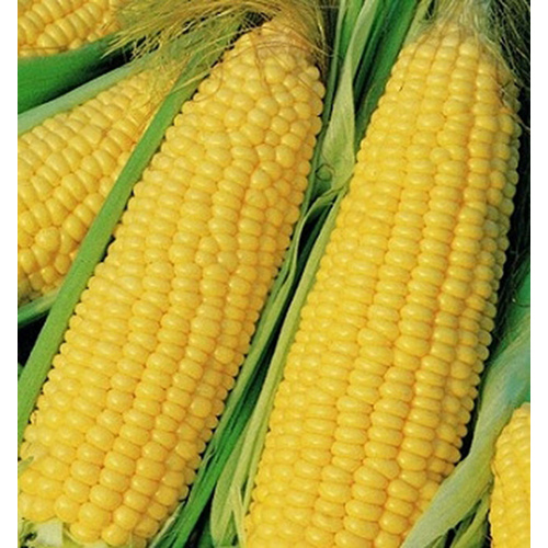 Corn - Trucker's Favorite Yellow 5-lbs