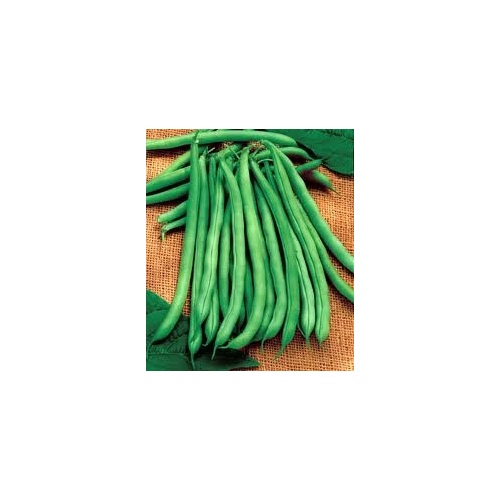 Bush Beans - Blue Lake 274 - 50-lbs