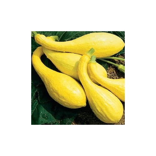 Squash - Golden Summer Crookneck 1-lbs