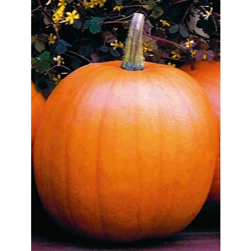 Wild West Seed 13702279 Pumpkin - Jack O'Lantern 1-lbs