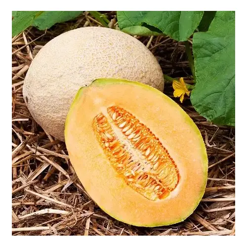 Melon - Hales Best Jumbo Cantaloupe 1-lbs