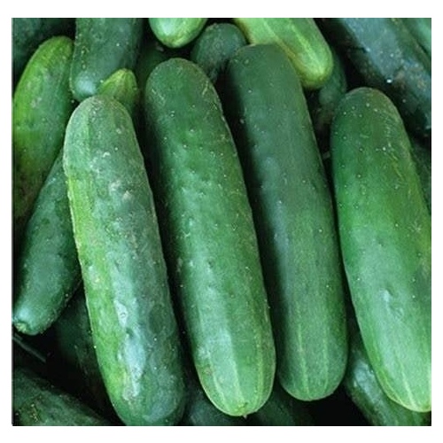 Wild West Seed 13702262 Cucumber - Poinsett 76 - 1-lbs