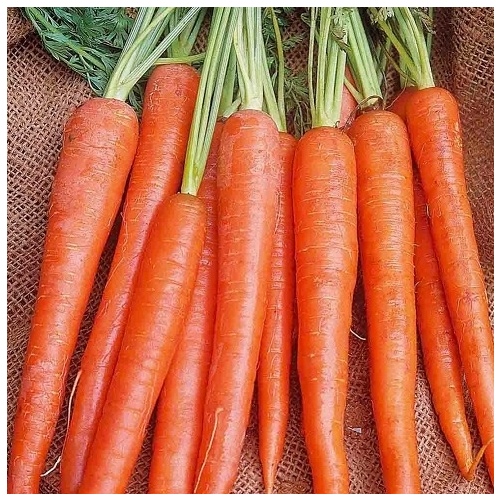 Wild West Seed 13702252 Carrot - Imperator 58 - 1-lbs