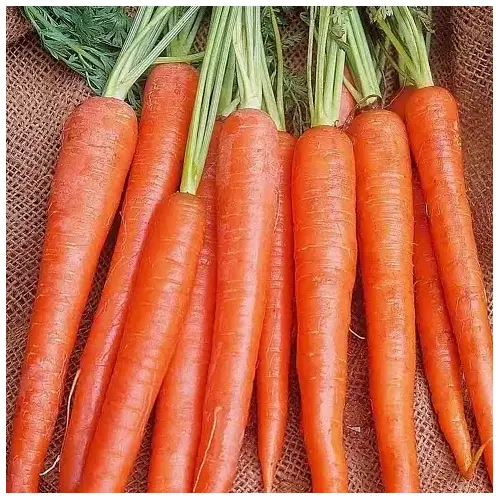 Wild West Seed 13702252 Carrot - Imperator 58 - 1-lbs