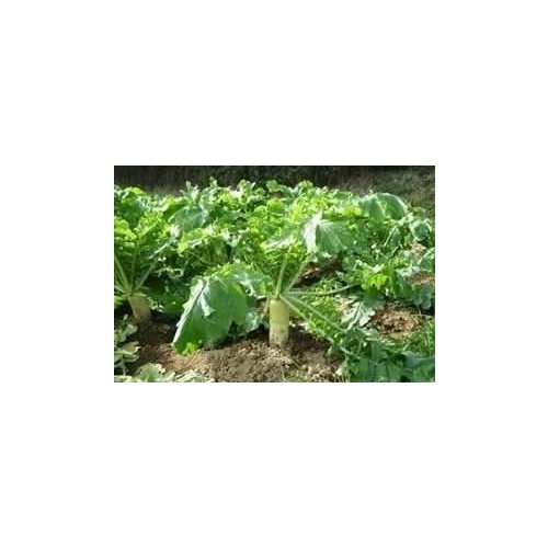 Daikon Radish Seed 50LB