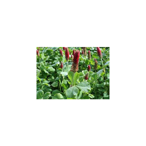 Crimson Clover Raw - 50 lbs