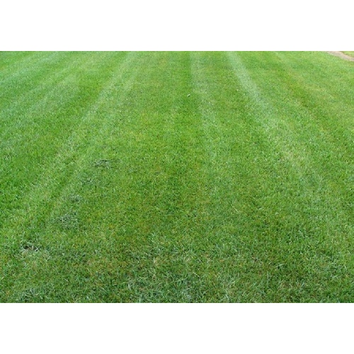 Columbia Seeds 13700310 Sentinel 3-Way Fescue Turf Blend