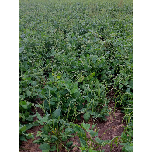 C T Smith Seed Co 13702296 Cowpeas - Texas Cream 8 - 50-lbs