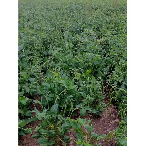C T Smith Seed Co 13702295 Cowpeas - Texas Cream 8 - 5-lbs
