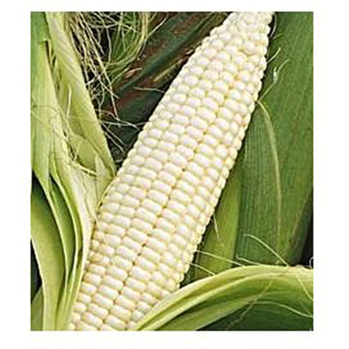 Corn - Silver Queen 25-lbs