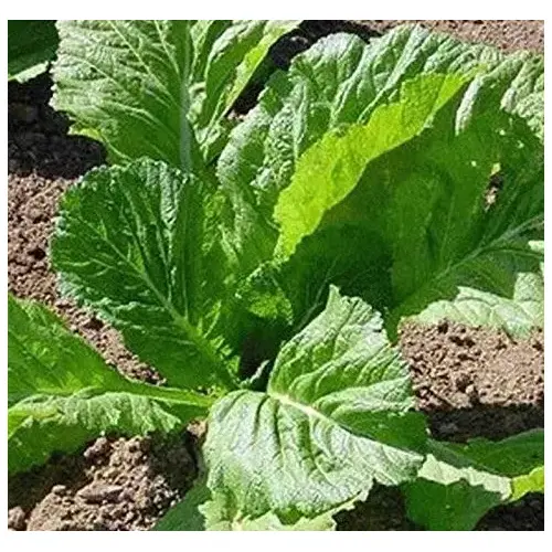 Wild West Seed 13702349 Mustard - Florida Broadleaf 50-lbs