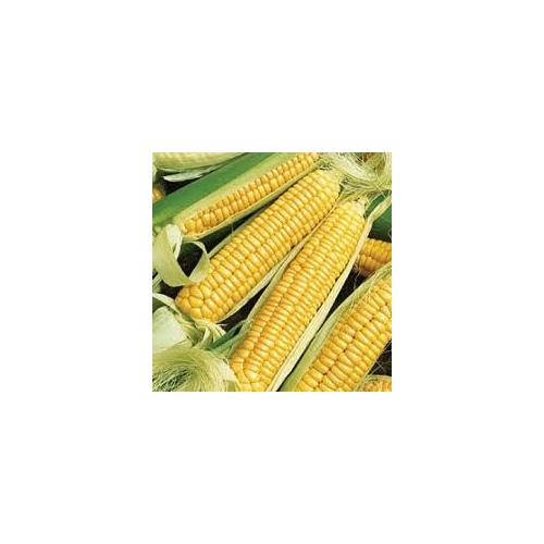 Charter Seed Co 13702548 Corn - Golden Bantam 8 Yellow 50-lbs