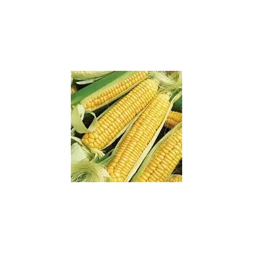 Charter Seed Co 13702257 Corn - Golden Bantam 8 Yellow 5-lbs