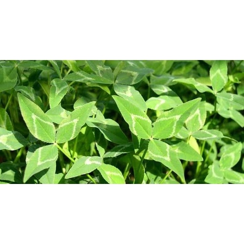 Yuchii Arrowleaf Clover (50% Coated) 50-lbs