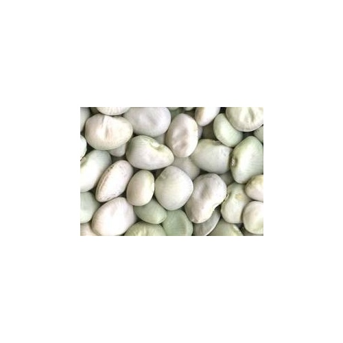 Charter Seed Co 13702247 Beans Lima - Fordhook 242 - 50-lbs