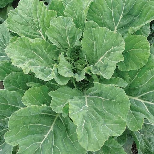 Wild West Seed CL-5# Collard - Georgia Southern 5-lbs