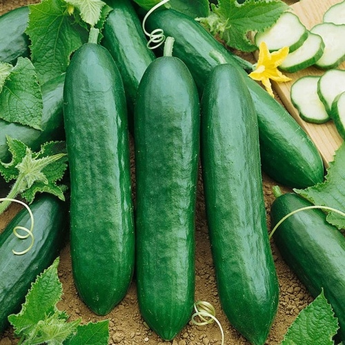 Wild West Seed CC-4oz Cucumber - Early Spring Burpless 4-oz