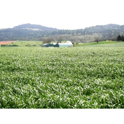 Oregon Grown Seeds 13702028 Diamond T Ryegrass 50LB