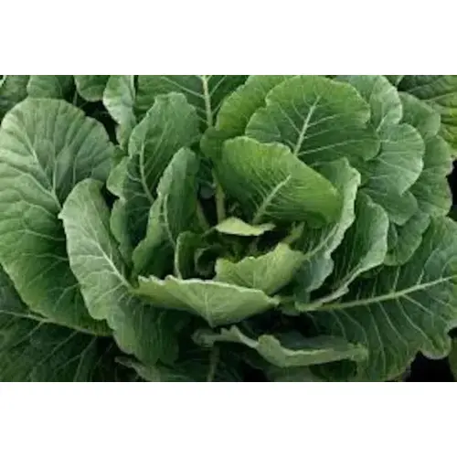 Collard - Morris Heading Cabbage 1-lbs