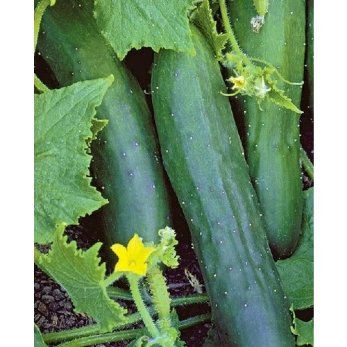 Cucumber - Marketmore 76 - 1-lbs