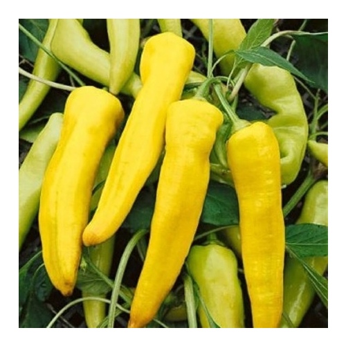 Wild West Seed 13702276 Pepper - Banana Sweet Long 4-oz