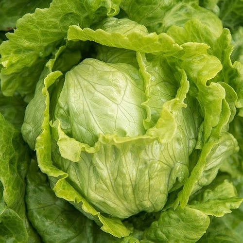 Wild West Seed 13702268 Lettuce - Iceberg 1-lbs