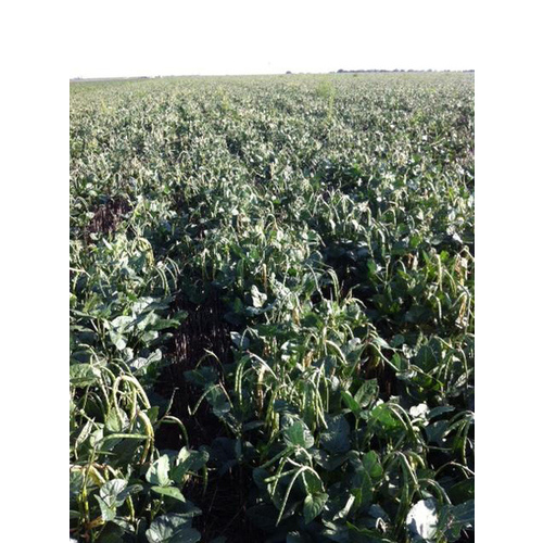 C T Smith Seed Co 13702259 Cowpeas - California Blackeye 50-lbs