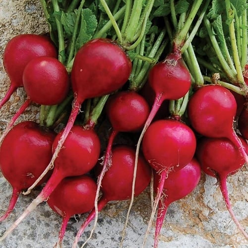 Radish - Scarlet Globe 1-lbs