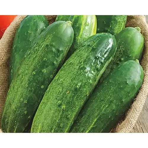 Wild West Seed 13702265 Cucumber - Straight Eight 1-lbs