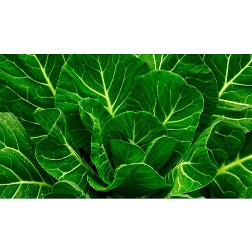 Wild West Seed 13702255 Collard - Vates 1-lbs