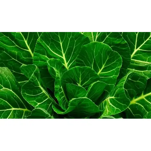 Wild West Seed 13702255 Collard - Vates 1-lbs