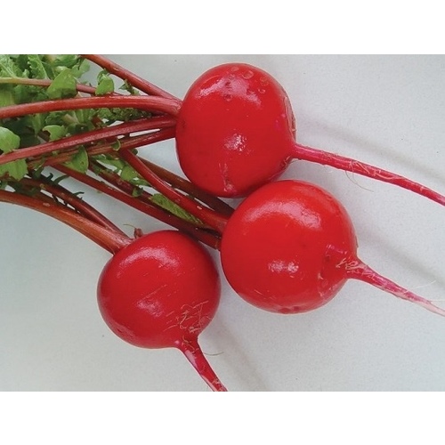 Wild West Seed 13702284 Radish - Crimson Giant 1-lbs